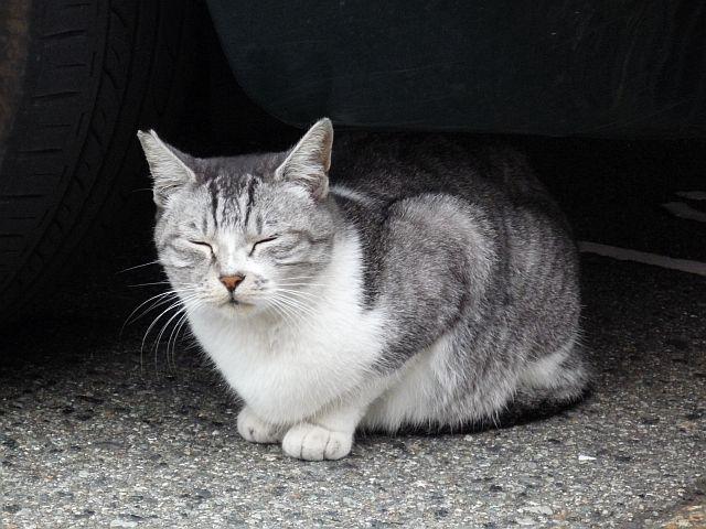 明石港の猫