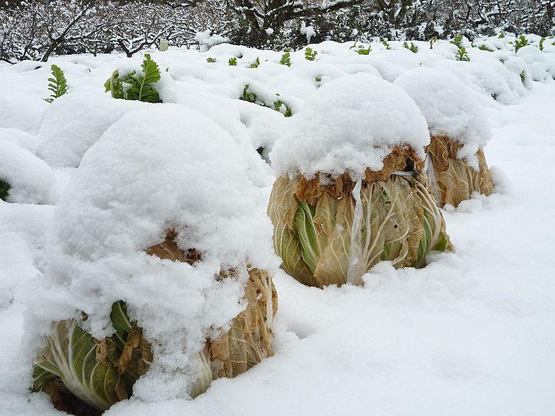 白菜の雪だるま