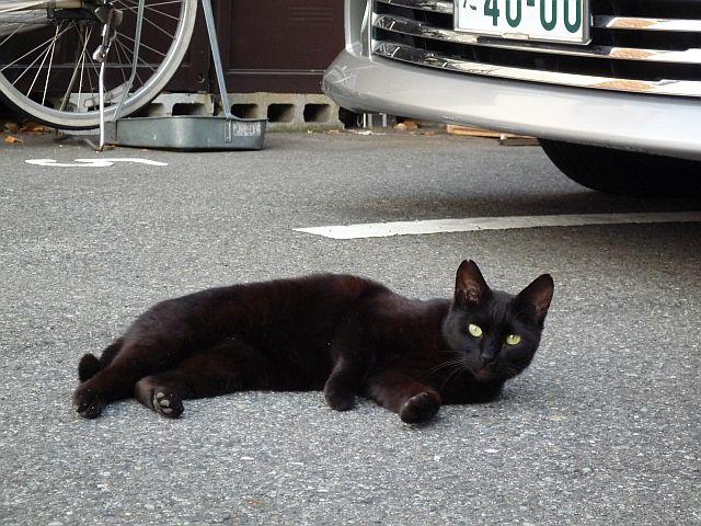 黒猫