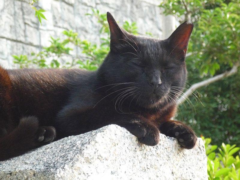 甲南山手駅前の黒猫