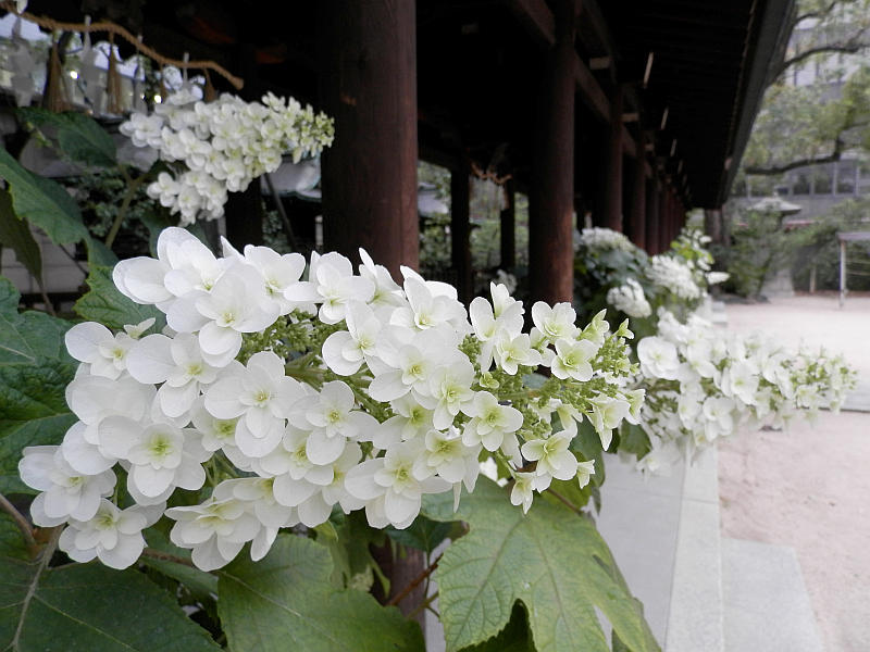 坐摩神社 柏葉紫陽花