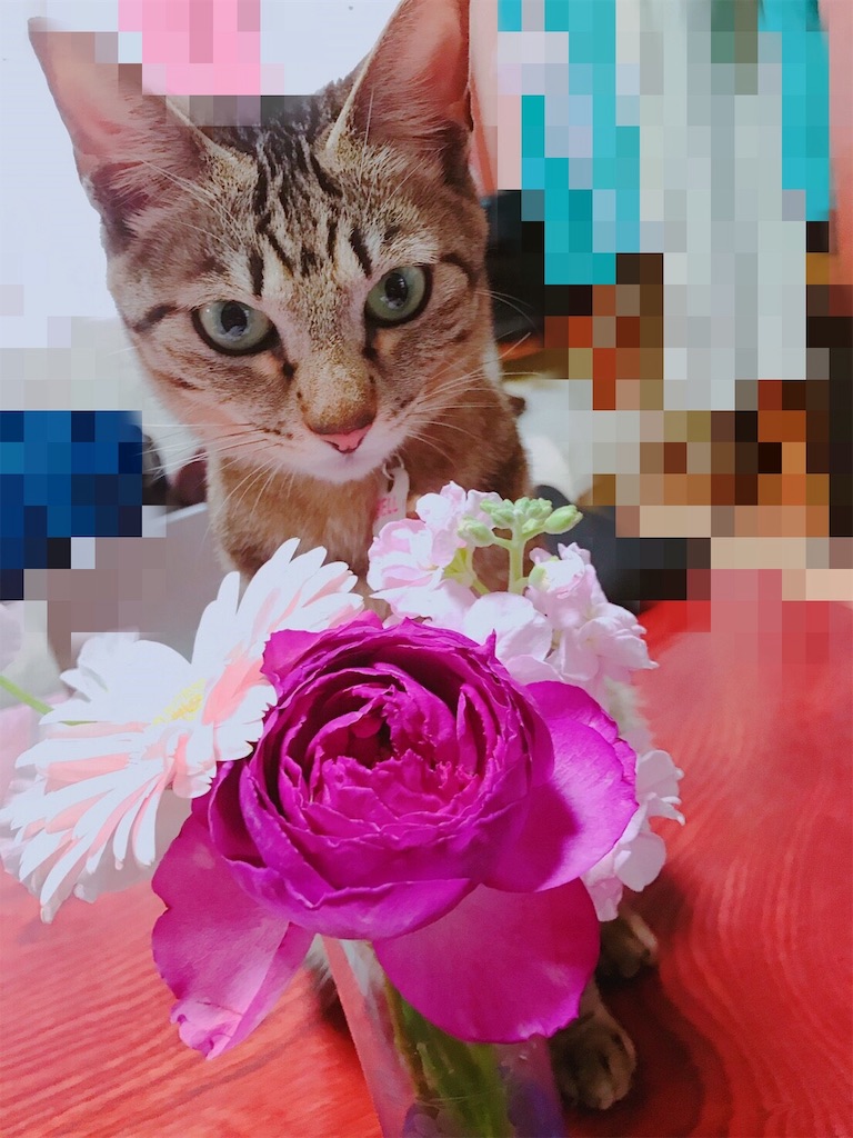 f:id:k-k-k-bacio7:20190509235931j:image f:id:k-k-k-bacio7:20190509235931j:image