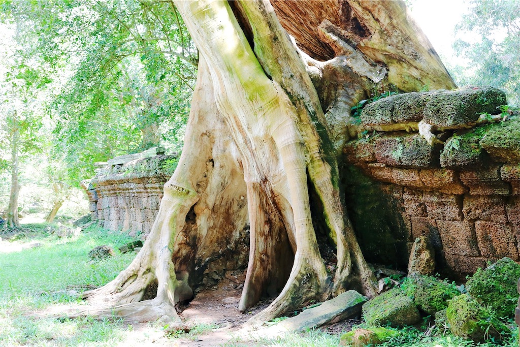 タプローム遺跡のカジュマルの木