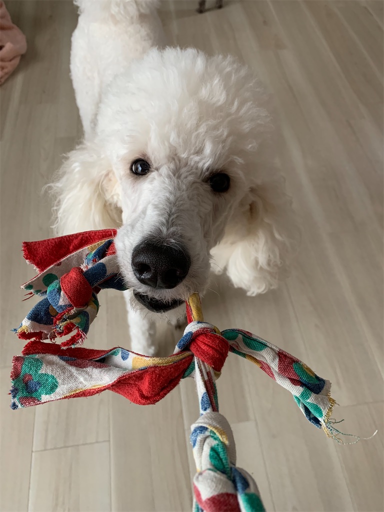 トイプードル スタンダードプードル多頭飼い