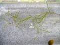 20100517130316
