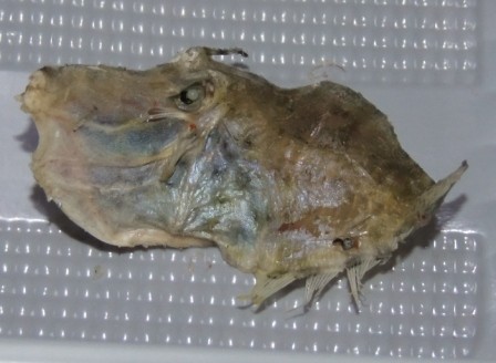 f:id:k-nature:20120913120105j:image:w360 f:id:k-nature:20120913120105j:image:w360