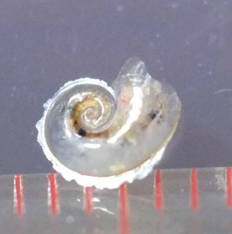 f:id:k-nature:20121115232533j:image:w360 f:id:k-nature:20121115232533j:image:w360