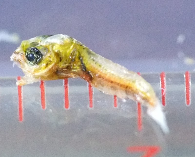 f:id:k-nature:20121115233239j:image:w360 f:id:k-nature:20121115233239j:image:w360