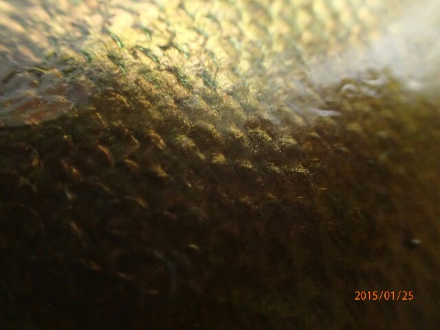 f:id:k-penguin:20150127220123j:image f:id:k-penguin:20150127220123j:image