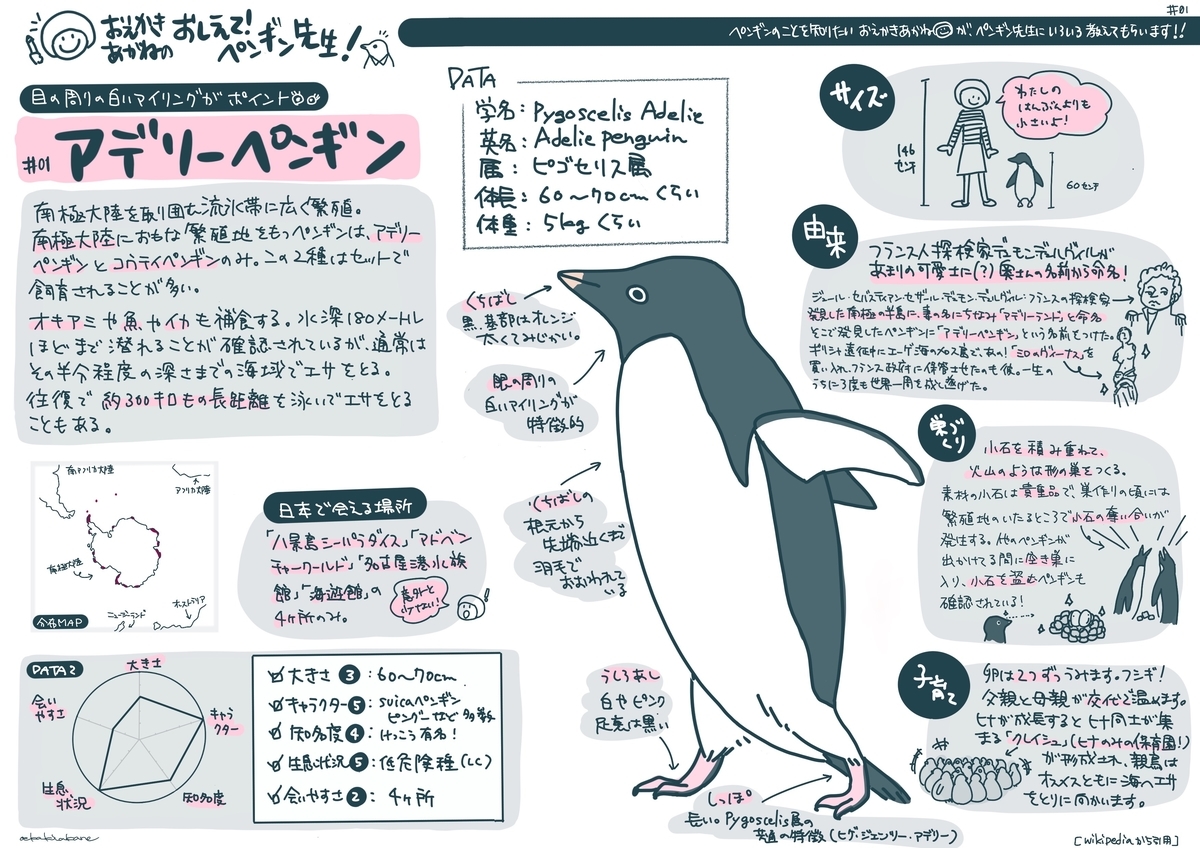 おえかきあかねがグラレコでアデリーペンギンをご紹介 Pentoru Comへ移行 ペンギンな毎日 Pentoru Com連携