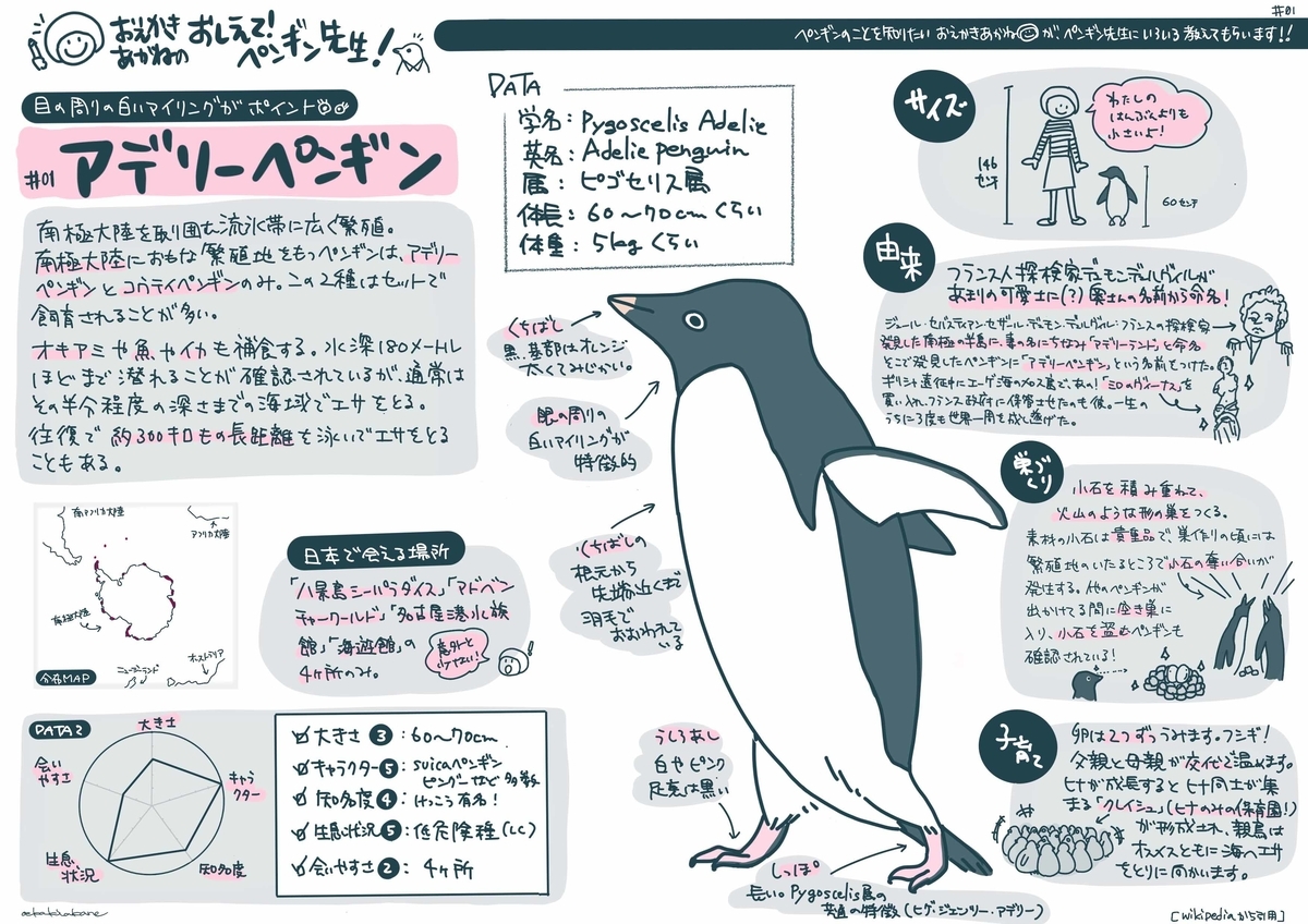 おえかきあかねがグラレコでアデリーペンギンをご紹介 Pentoru Comへ移行 ペンギンな毎日 Pentoru Com連携