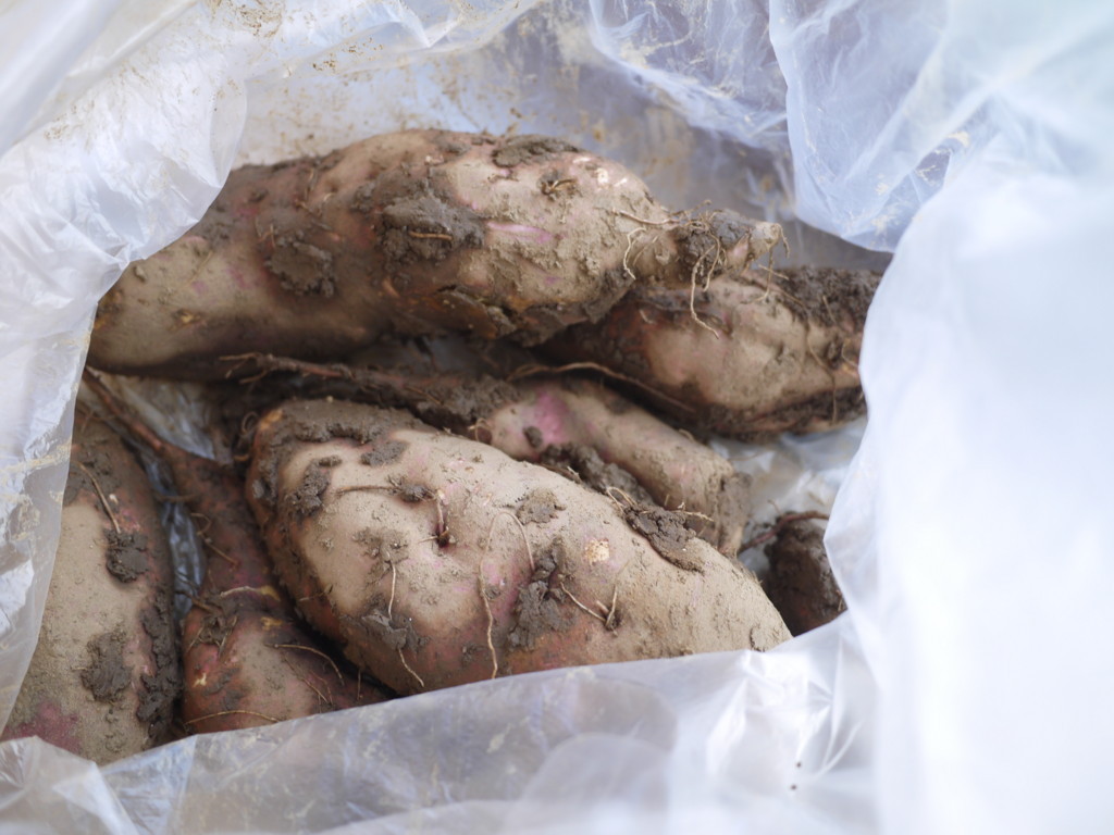 f:id:k-rose:20171026162017j:plain f:id:k-rose:20171026162017j:plain