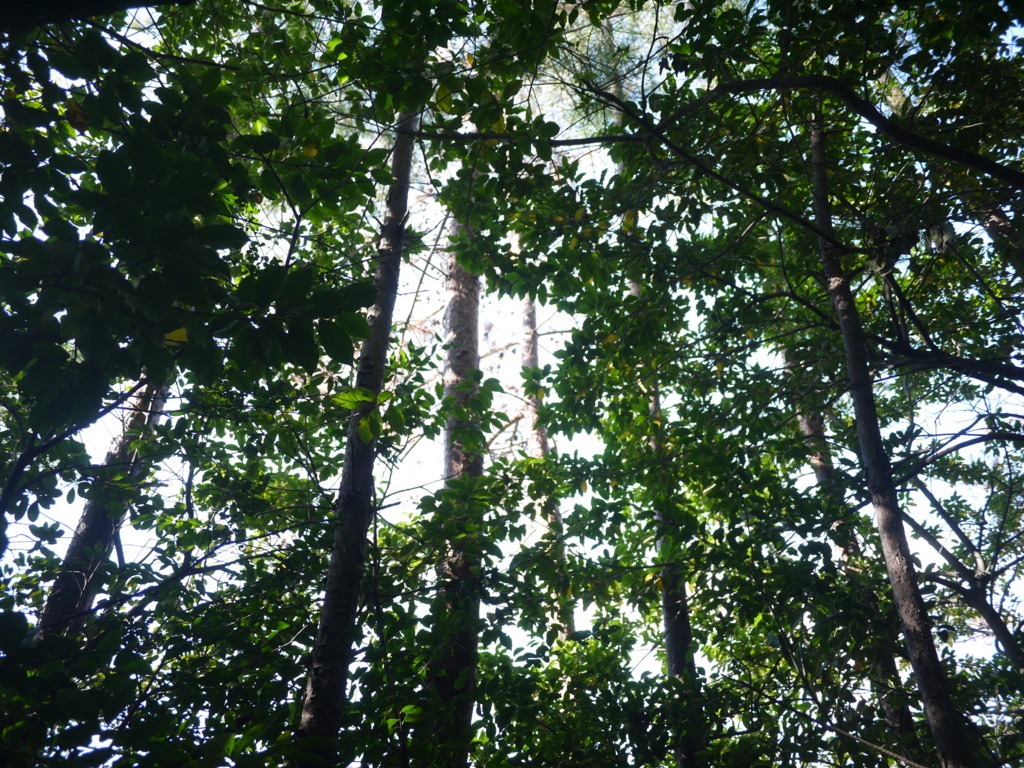 f:id:k-rose:20171031110010j:plain f:id:k-rose:20171031110010j:plain