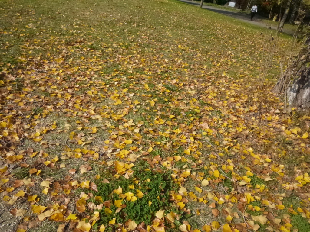 f:id:k-rose:20171115112627j:plain