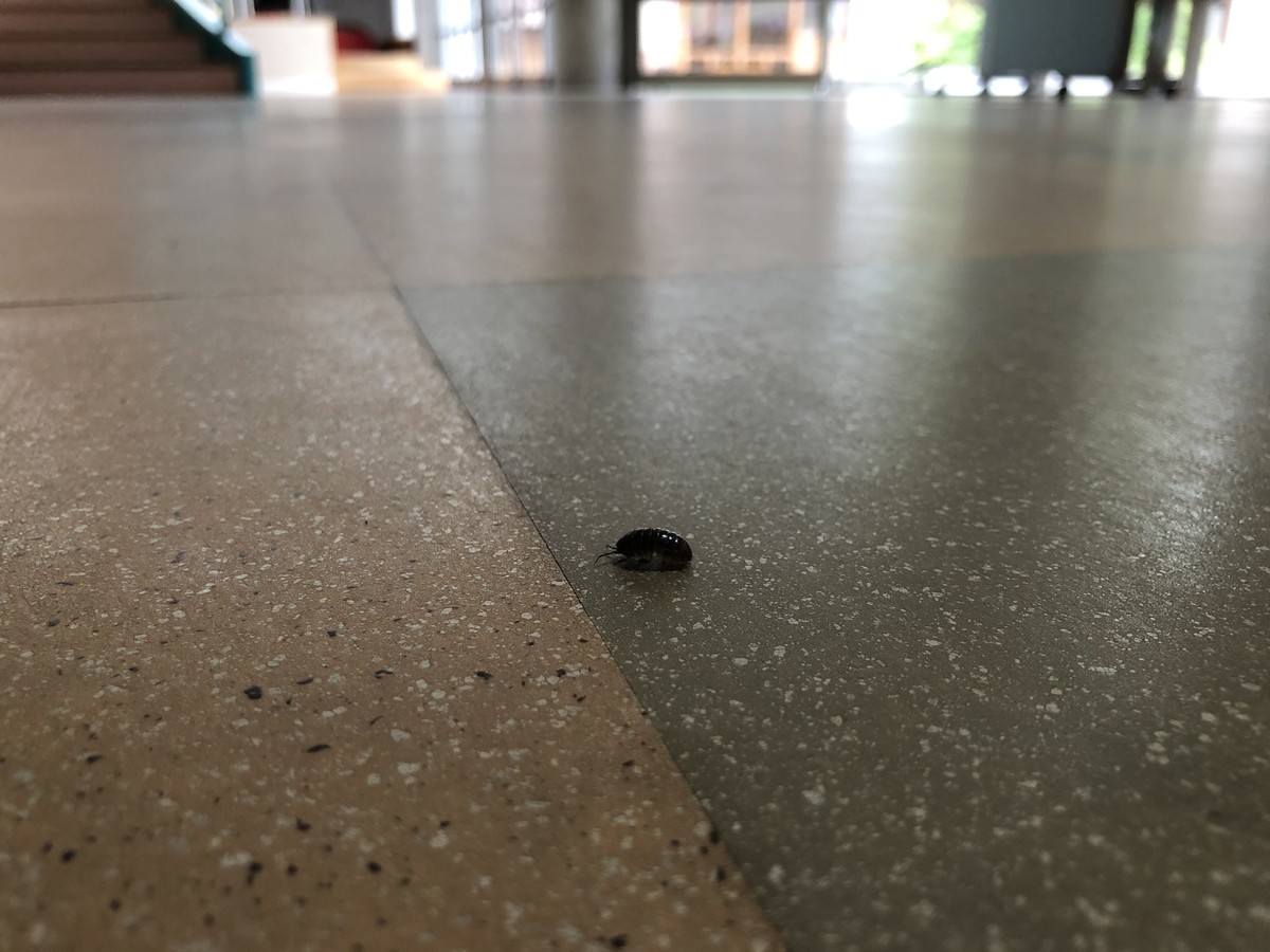 f:id:k-rose:20200605165706j:plain f:id:k-rose:20200605165706j:plain