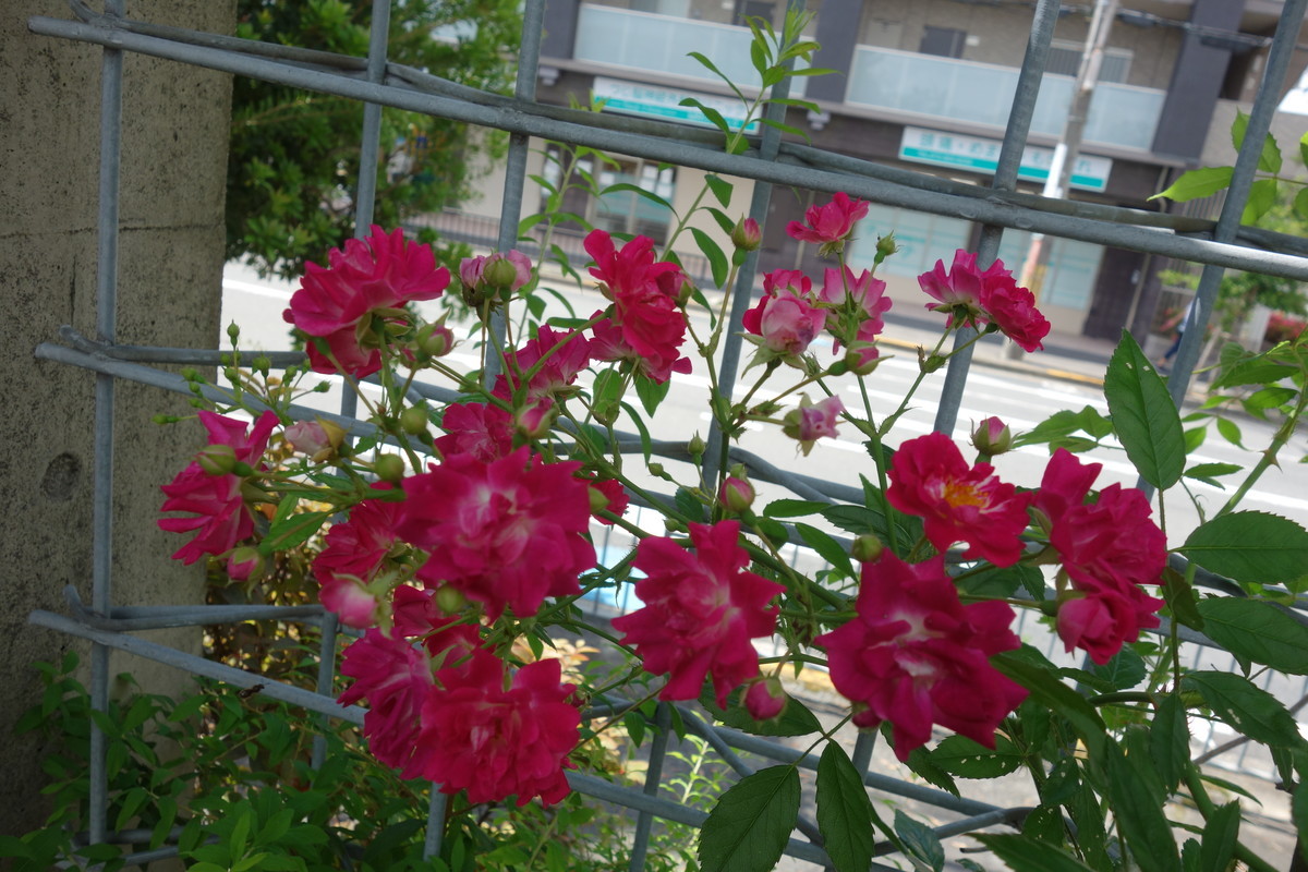 f:id:k-rose:20210603150024j:plain