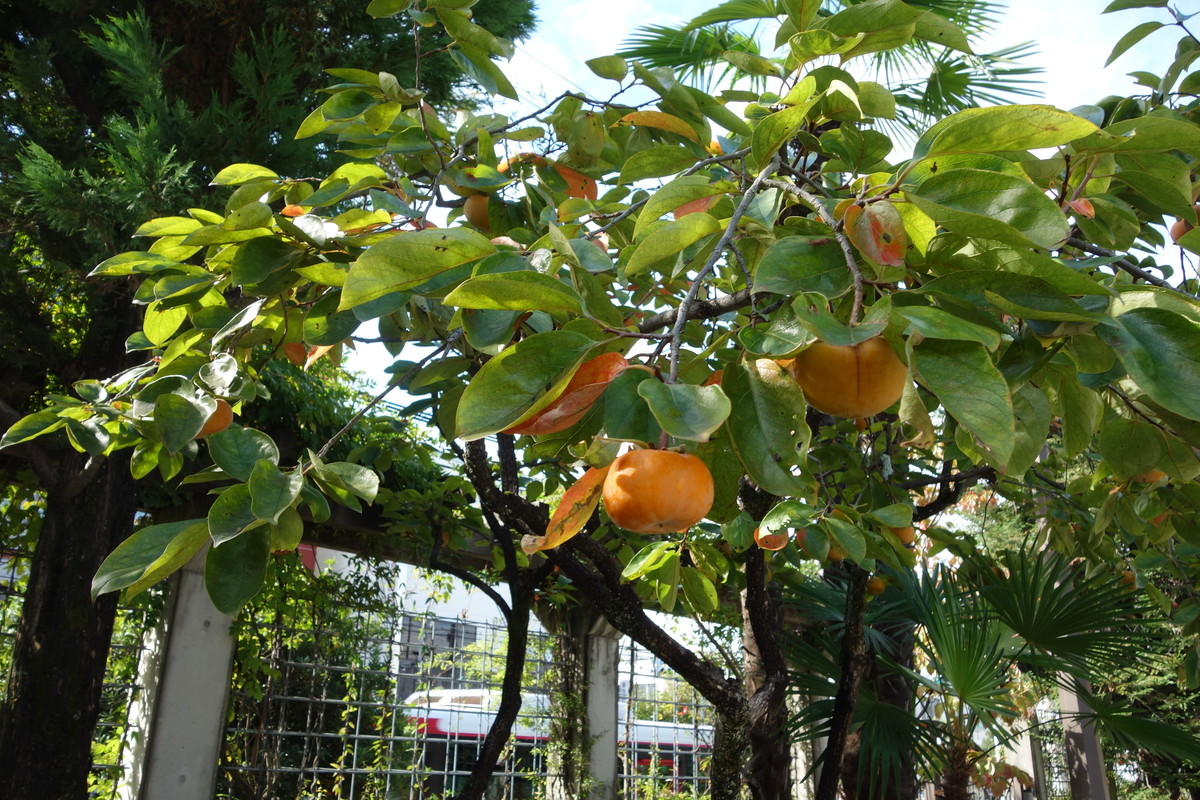 f:id:k-rose:20211019162549j:plain