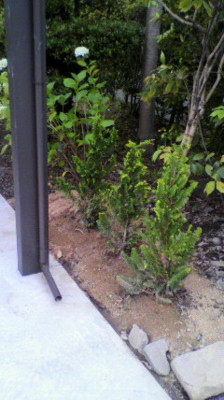 f:id:k-surf:20100529180902j:image