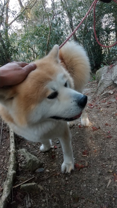 f:id:k-surf:20210330204900j:plain