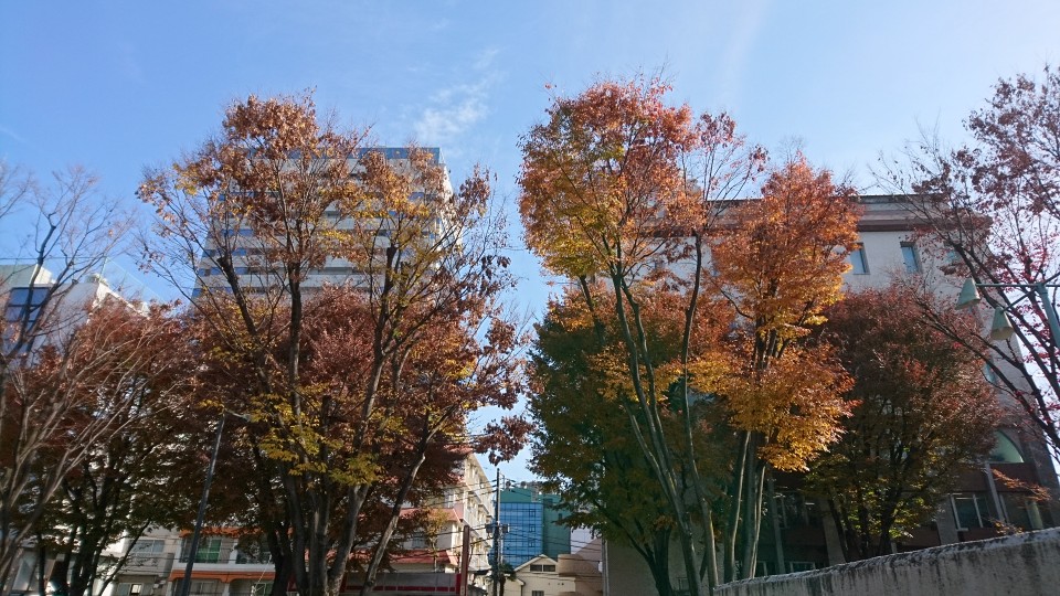 f:id:k-tsutsuji:20181205184746j:plain