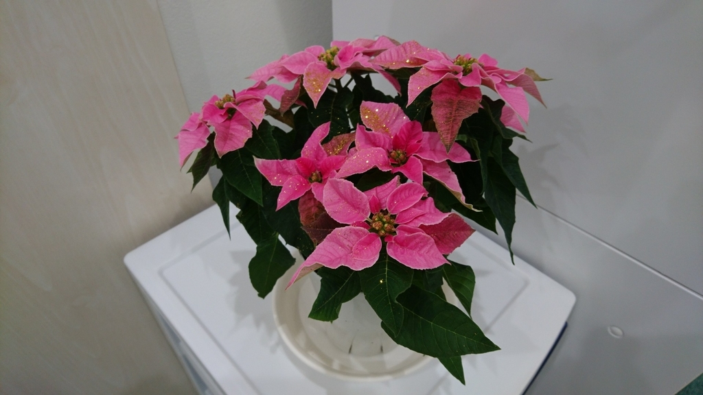 f:id:k-tsutsuji:20181210090137j:plain