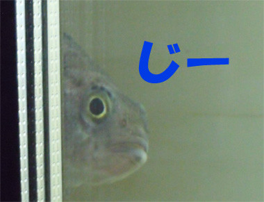 f:id:k-uzume:20130715213907j:image f:id:k-uzume:20130715213907j:image