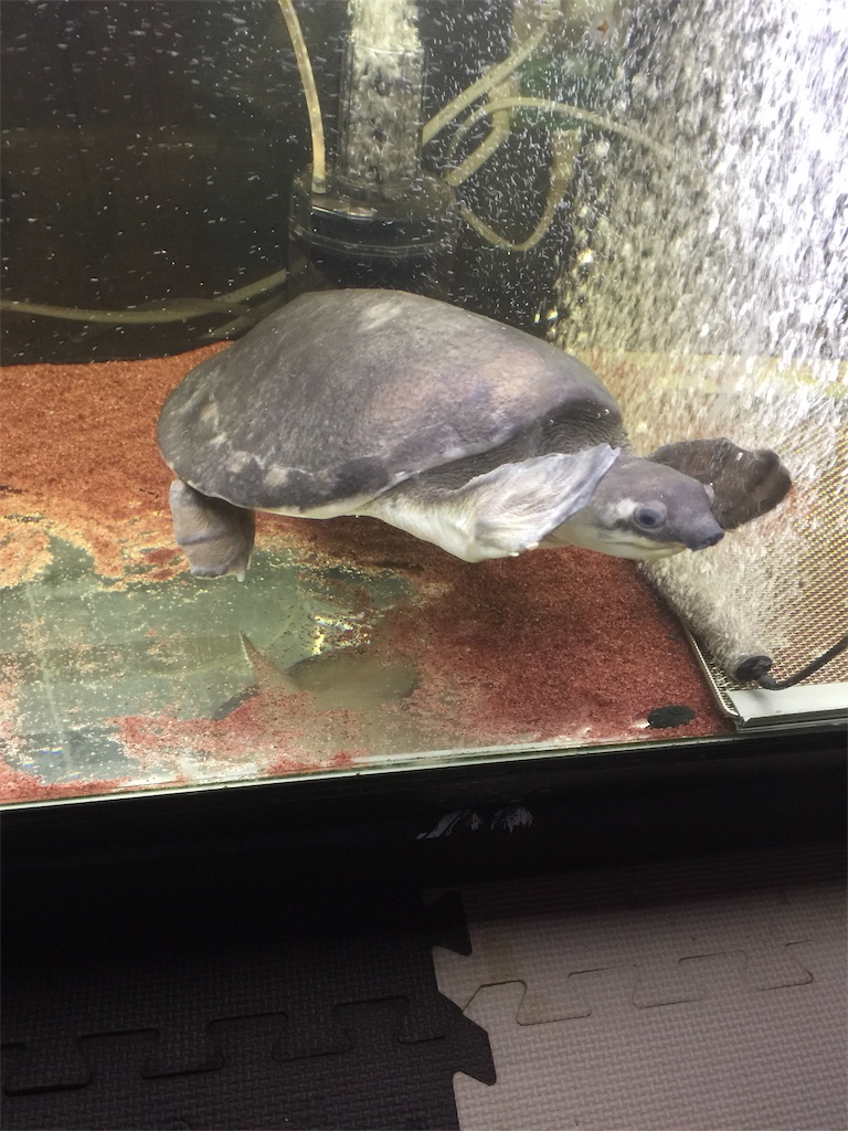 第１１回 スッポンモドキ アロワナナイフ 1 水槽 熱帯魚 爬虫類 飼育日記 自宅水族館