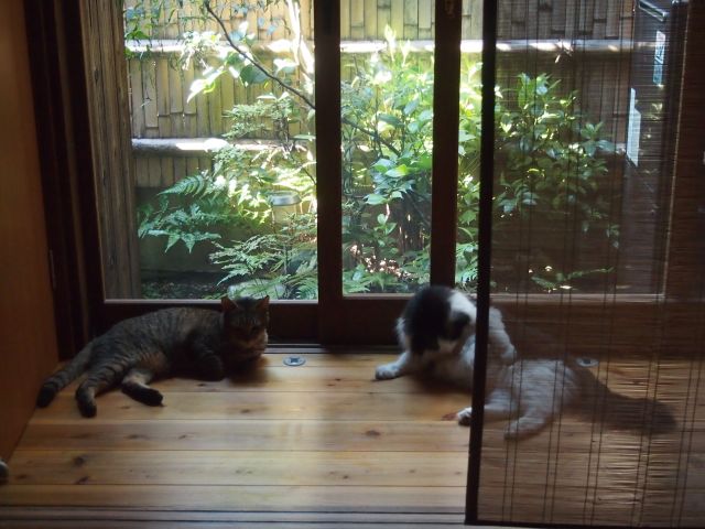 f:id:k-yoshiko:20160823171452j:plain f:id:k-yoshiko:20160823171452j:plain