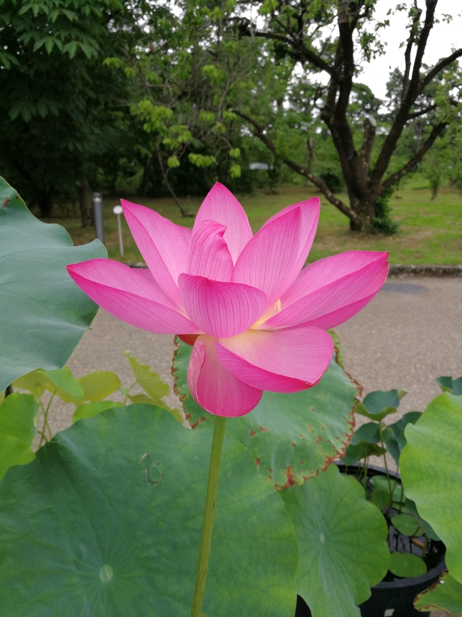 f:id:k-yoshiko:20190707123155j:plain