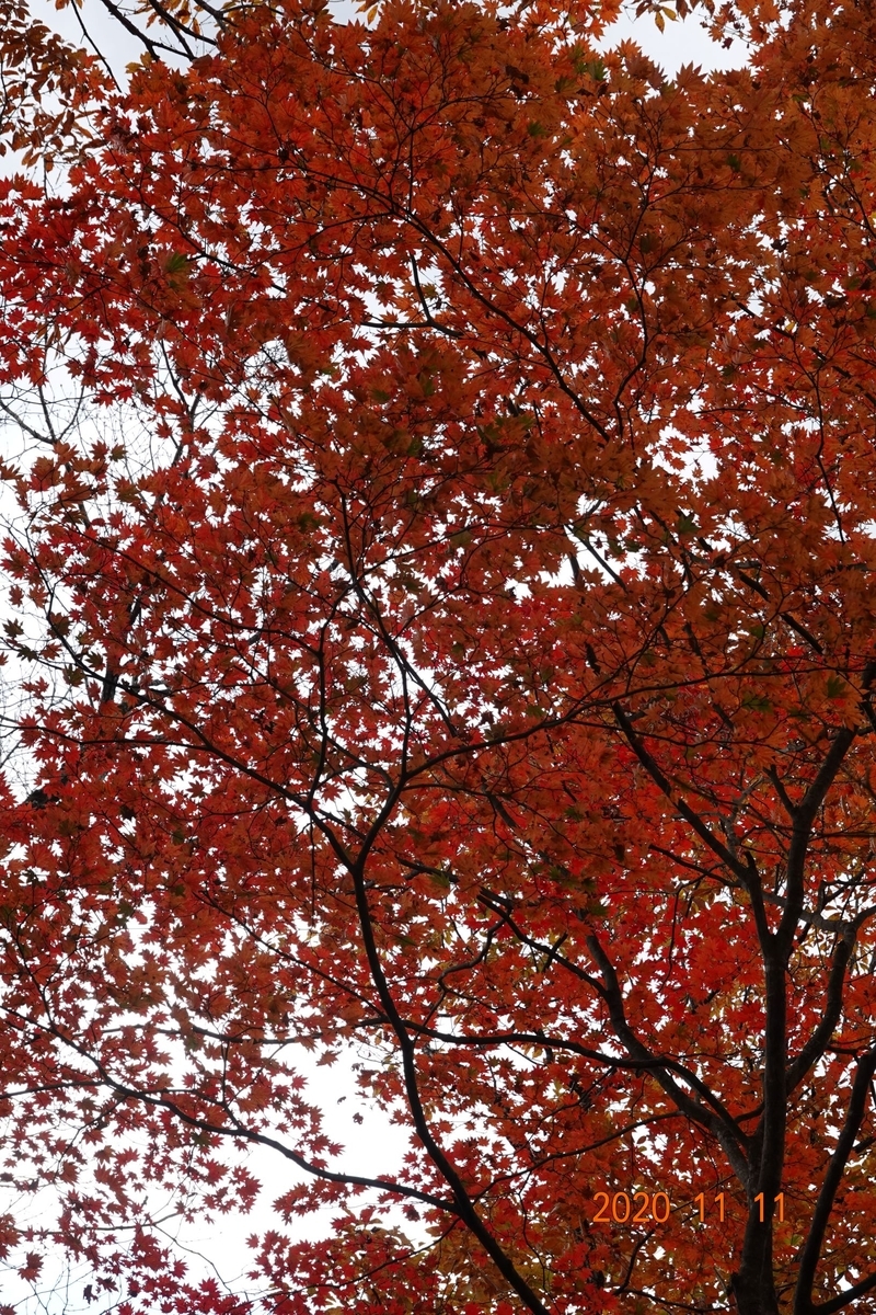 f:id:k0013293:20201112170656j:plain
