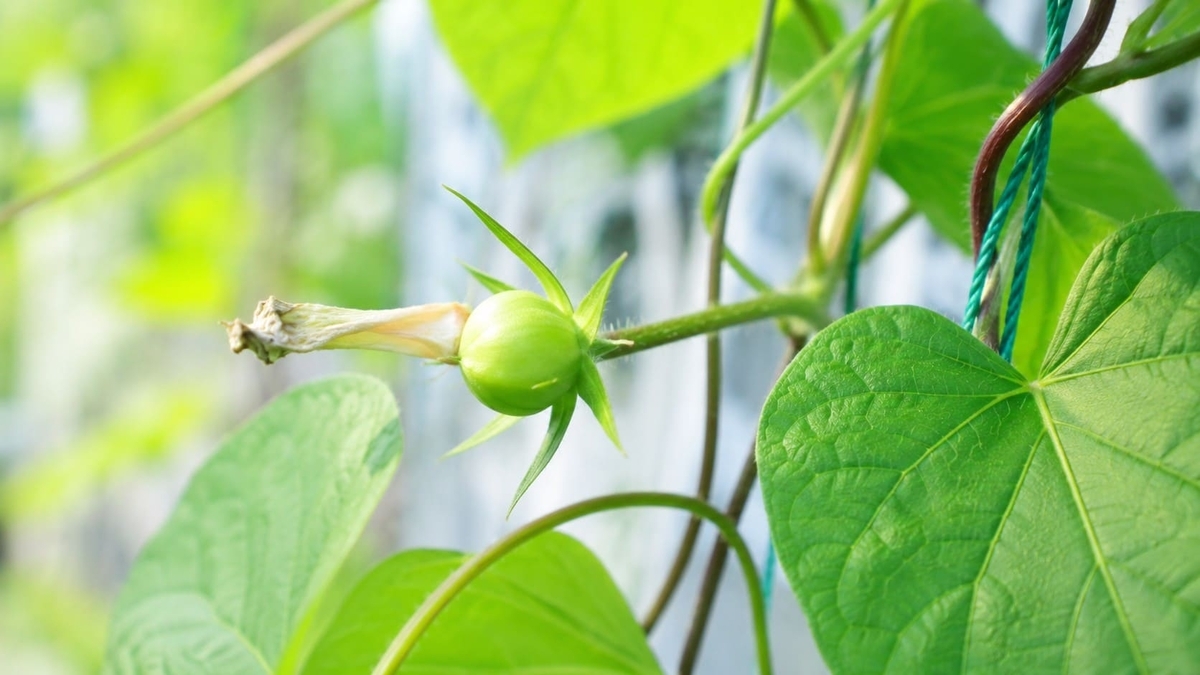 朝顔の種ができないときに確認したい花の付け根の緑色の実