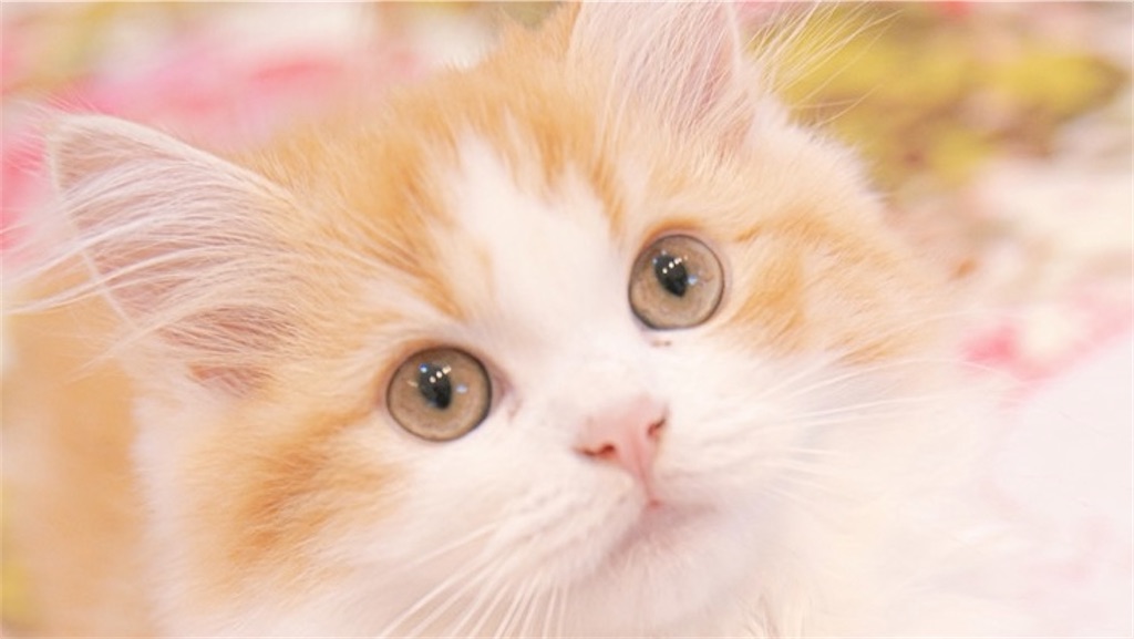 f:id:k0mugi:20220422012129j:image