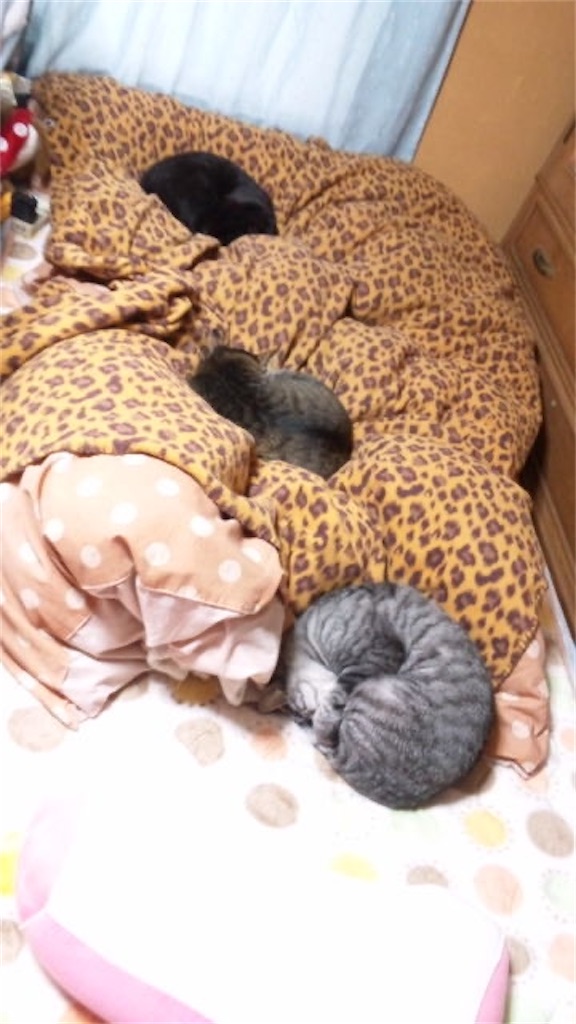 f:id:k0n0ka:20260716063938j:image f:id:k0n0ka:20260716063938j:image
