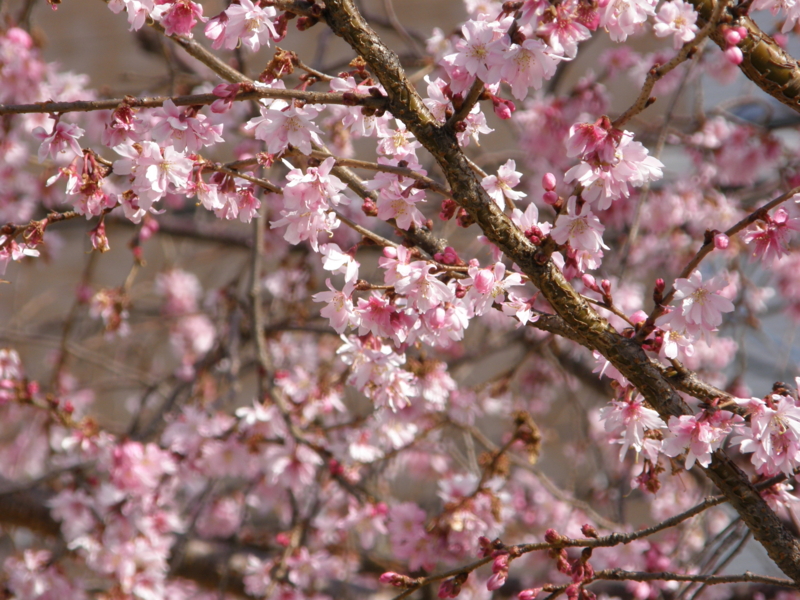 f:id:k10no3:20080318100553j:image:w520 f:id:k10no3:20080318100553j:image:w520