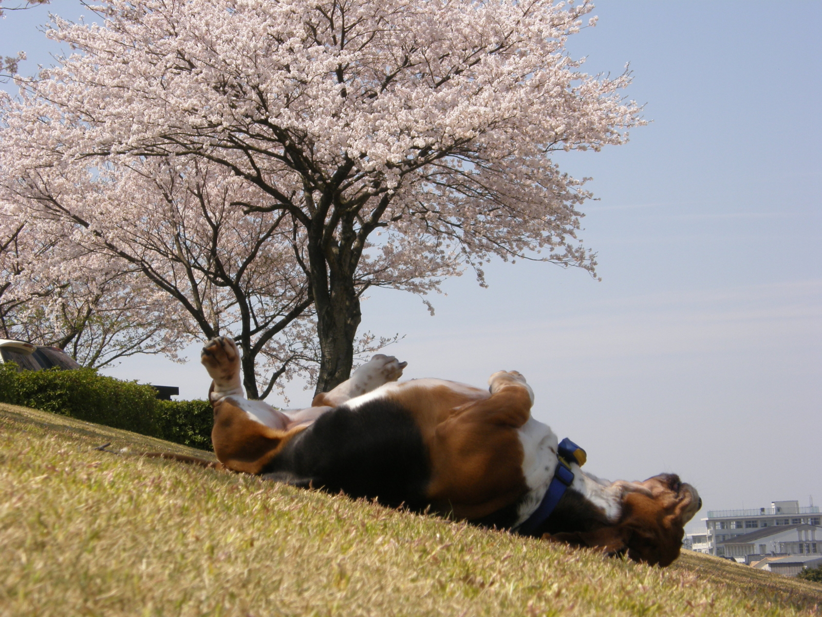 f:id:k10no3:20090412112709j:image:w640 f:id:k10no3:20090412112709j:image:w640