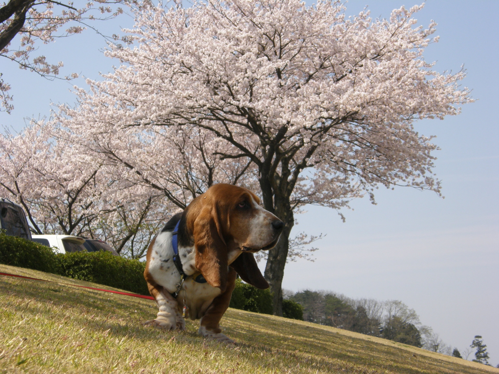 f:id:k10no3:20090412112719j:image:w640 f:id:k10no3:20090412112719j:image:w640