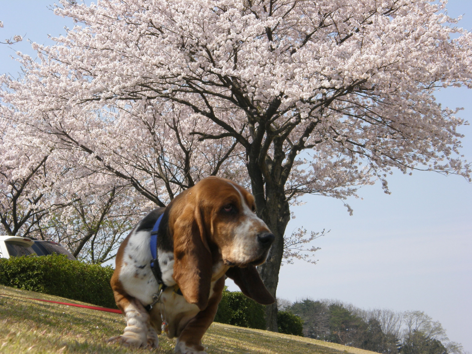 f:id:k10no3:20090412112724j:image:w640