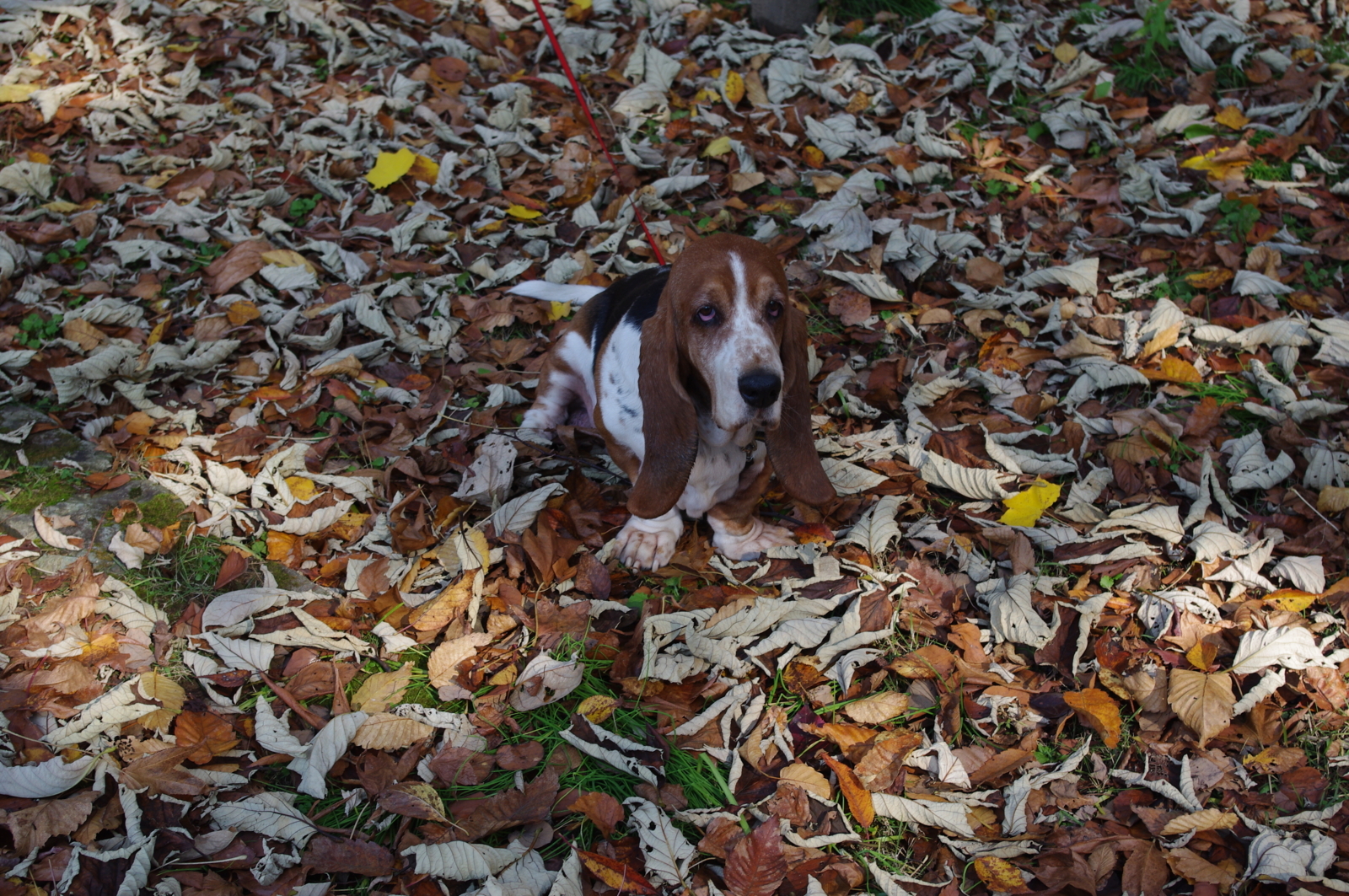 f:id:k10no3:20101120122809j:image:w640