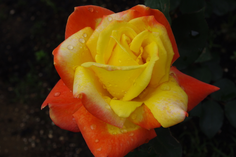f:id:k10no3:20110522143221j:image:w520 f:id:k10no3:20110522143221j:image:w520