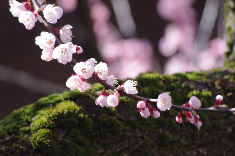 f:id:k10no3:20120408092109j:image:w420 f:id:k10no3:20120408092109j:image:w420