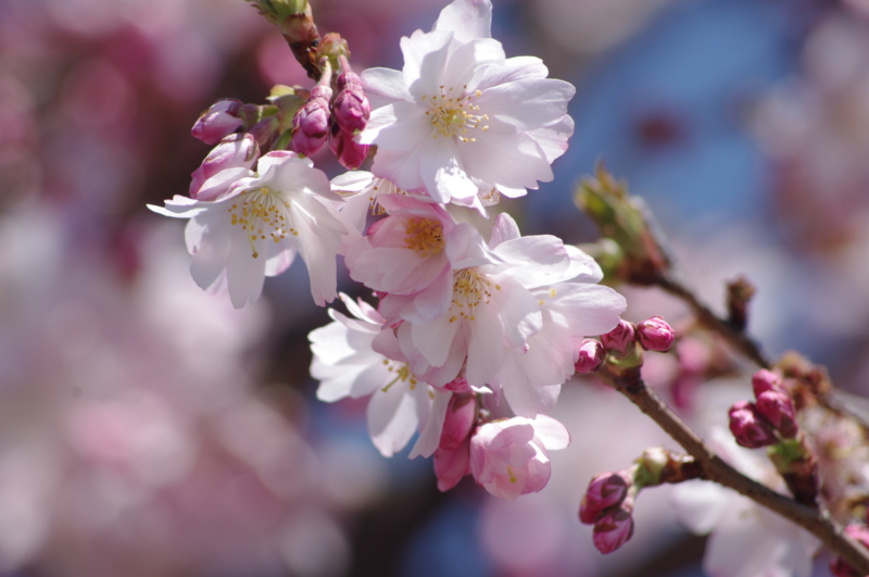 f:id:k10no3:20120408104417j:image:w420 f:id:k10no3:20120408104417j:image:w420