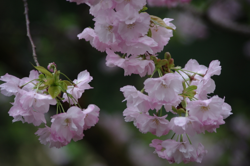 f:id:k10no3:20120426110311j:image:w520 f:id:k10no3:20120426110311j:image:w520