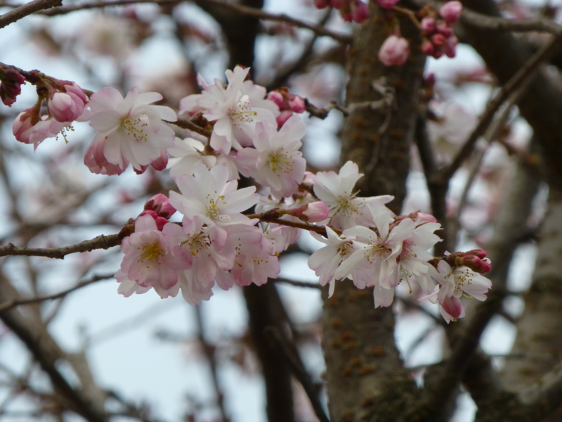 f:id:k10no3:20130316153706j:image:w520 f:id:k10no3:20130316153706j:image:w520