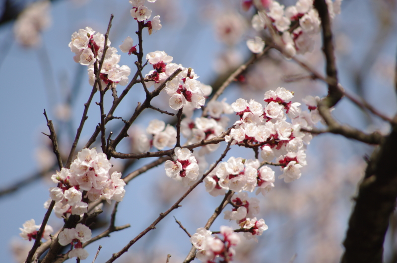 f:id:k10no3:20130330093552j:image:w520 f:id:k10no3:20130330093552j:image:w520