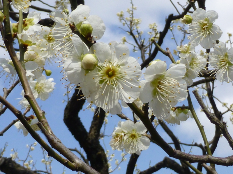 f:id:k10no3:20140323101109j:image:w560 f:id:k10no3:20140323101109j:image:w560