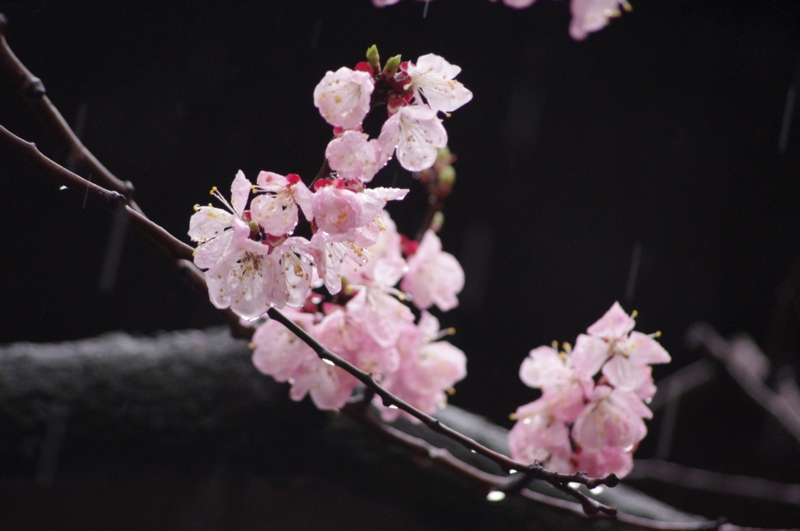 f:id:k10no3:20140330154822j:image:w560 f:id:k10no3:20140330154822j:image:w560