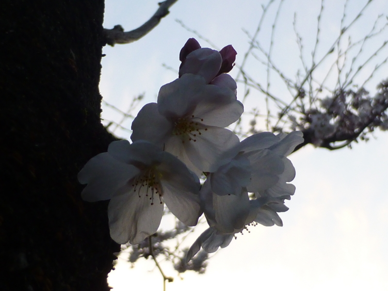 f:id:k10no3:20140402180528j:image:w560