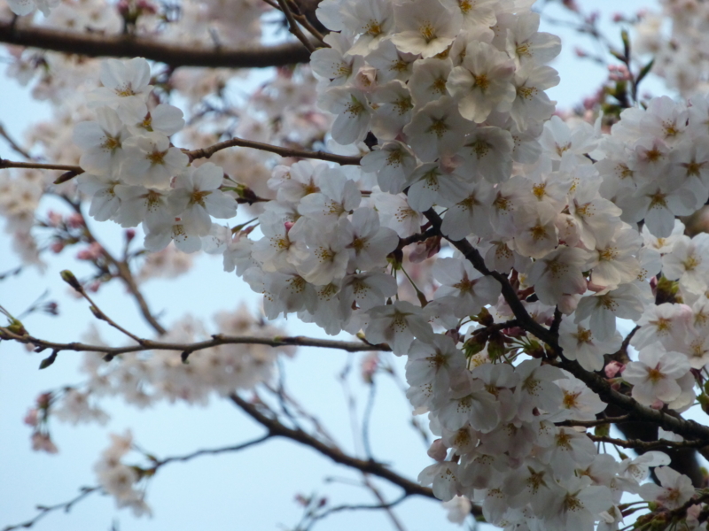 f:id:k10no3:20140402180650j:image:w560