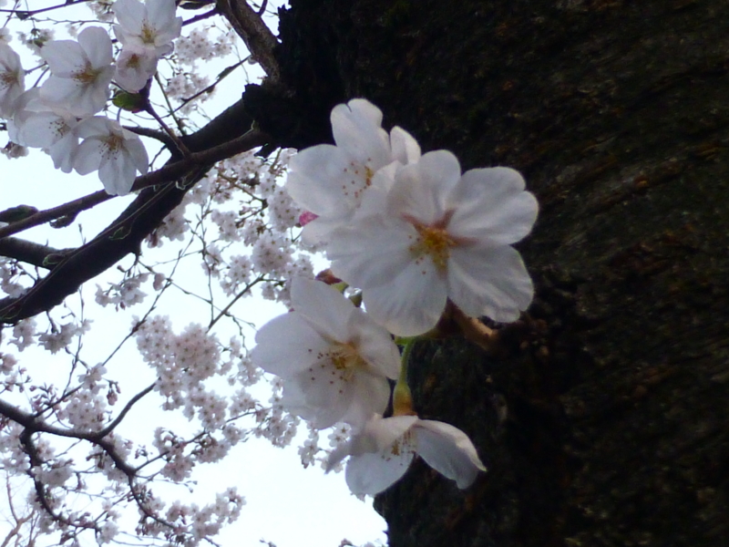 f:id:k10no3:20140402180743j:image:w560