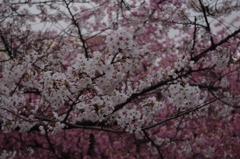 f:id:k10no3:20140406083226j:image:w560